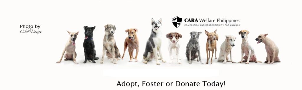adopt, foster or donate to CARA Welfare Philippines