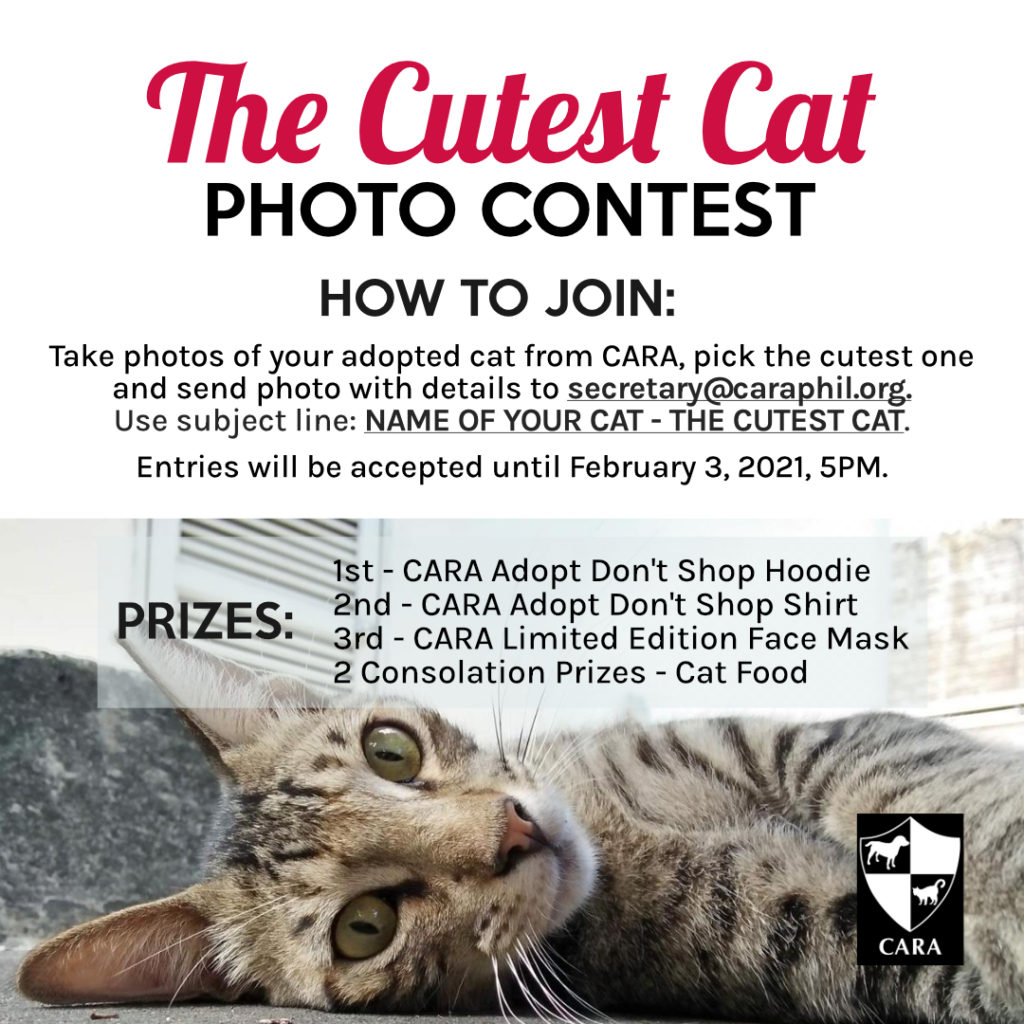 THE CUTEST CAT PHOTO CONTEST