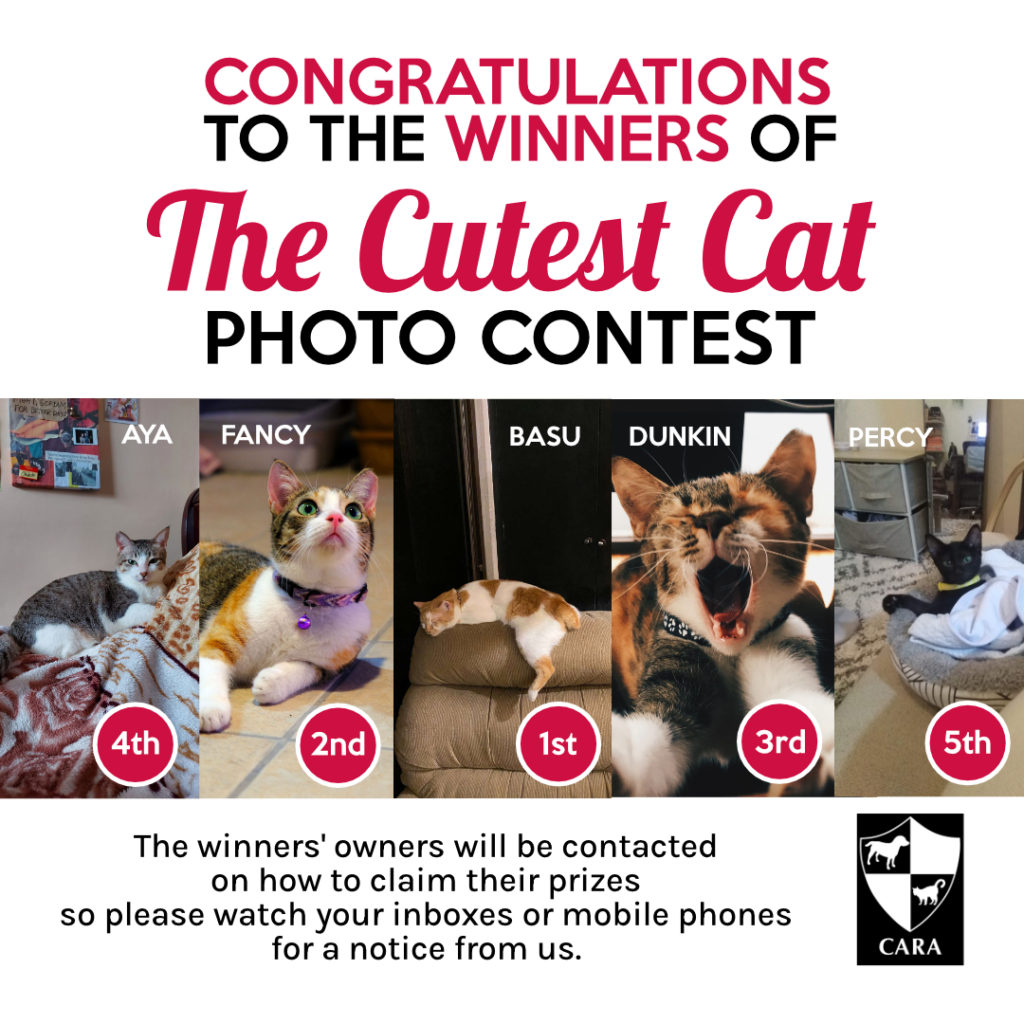 image congratulating the winners of the Cutest Cat Photo Contest event