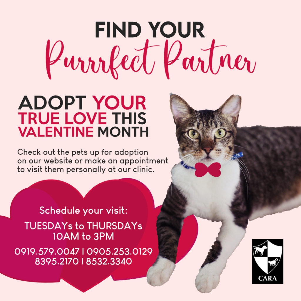 poster for the Find Your Purrrfect Partner event