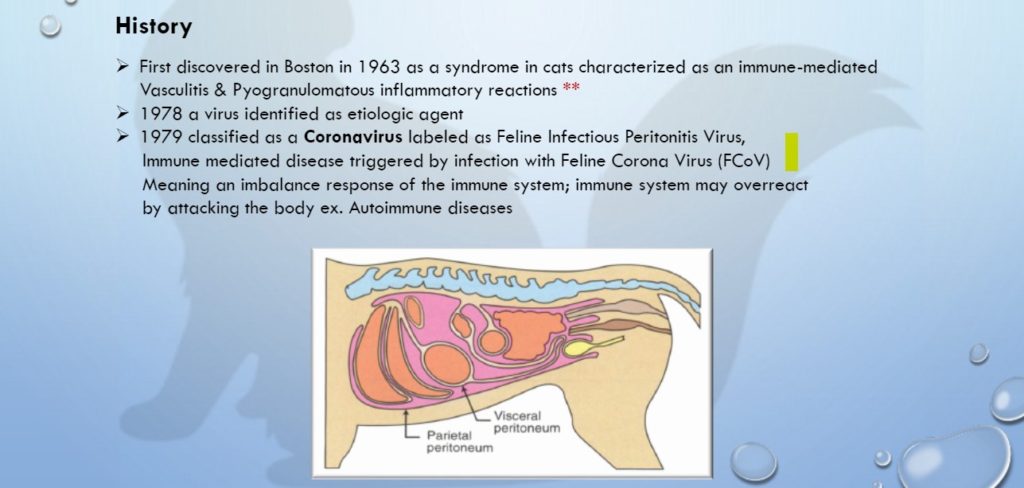 Feline Infectious Peritonitis