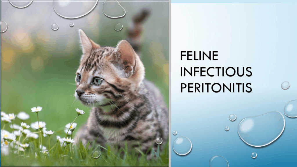 Feline Infectious Peritonitis