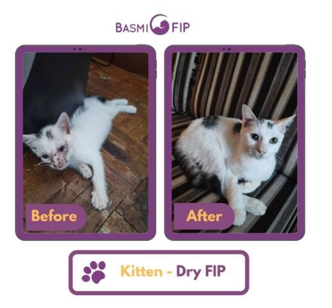 Kitten Dry FIP