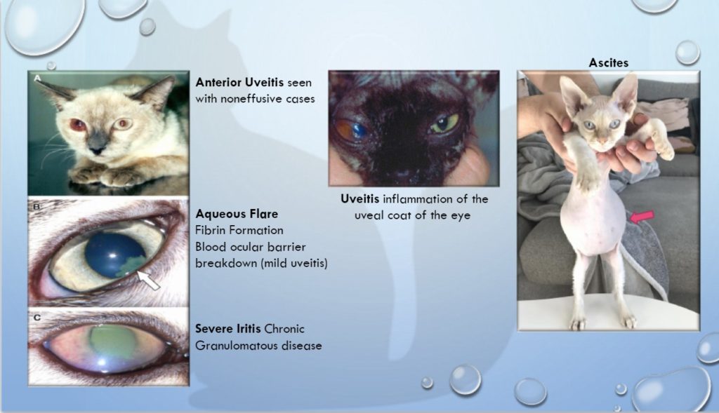 Visual Symptoms of FIP