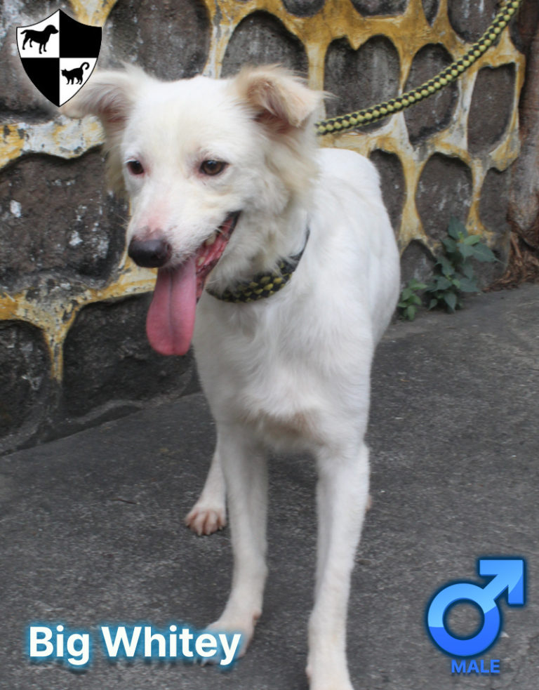 Photo of a furry white male Aspin with tongue out