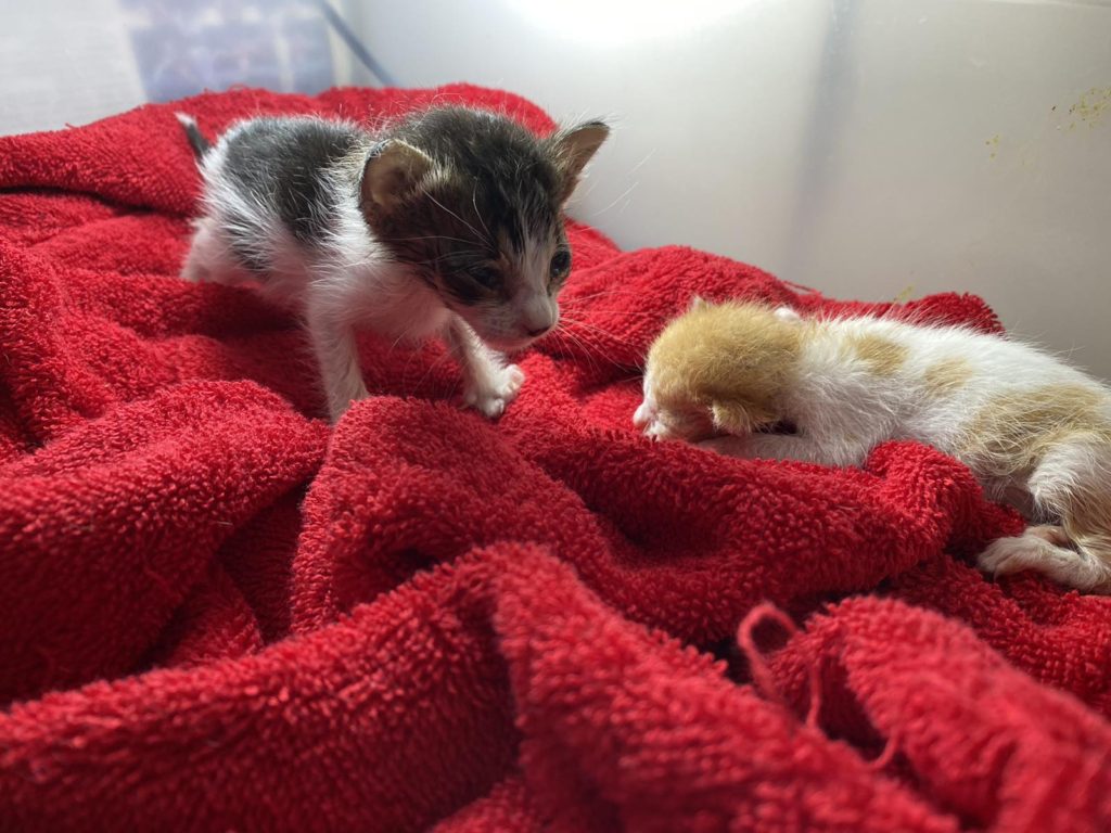 Photo of 2 less than a month old kittens