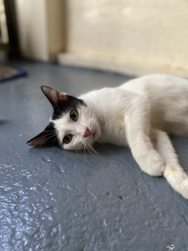 A cute cat resting and just looking cute.