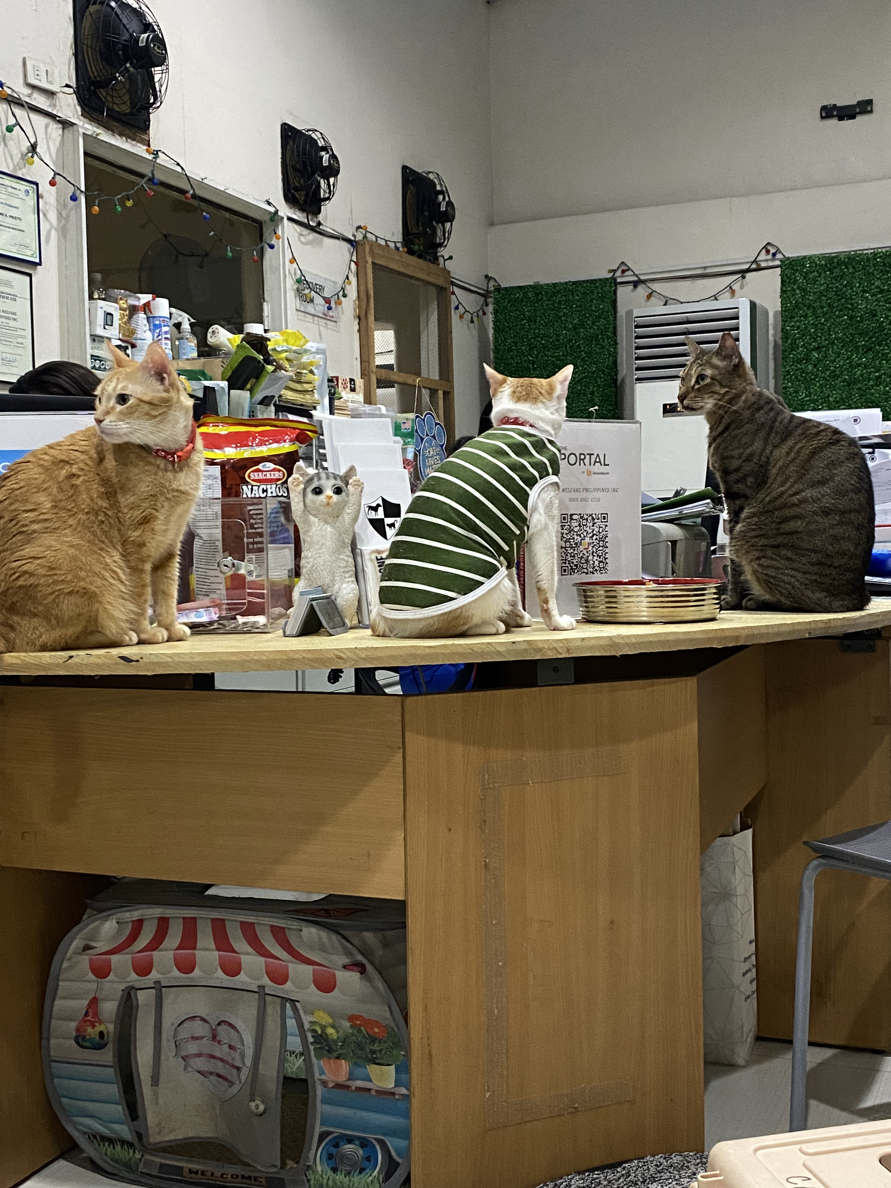 photo of several cats sitting on top of a desk in the CARA office