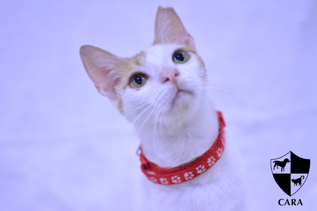 photo of a white and orange cat named Oscar