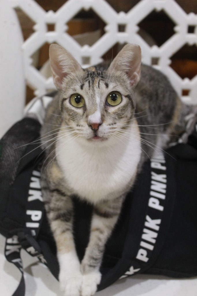 photo of a gray and white cat named Raven