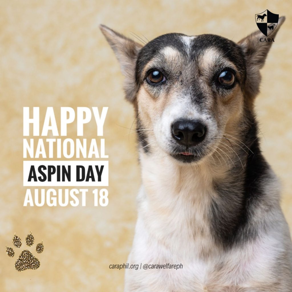National Aspin Day: Celebrate the Resilient Filipino Dog with a Big Heart!